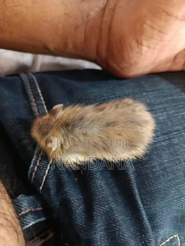 Hamsters