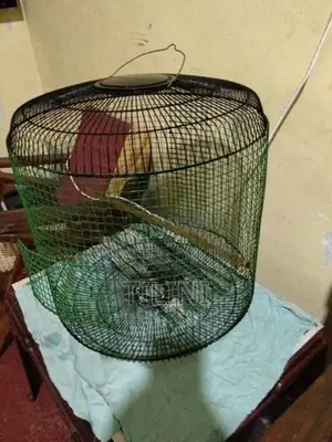 Bird Cage