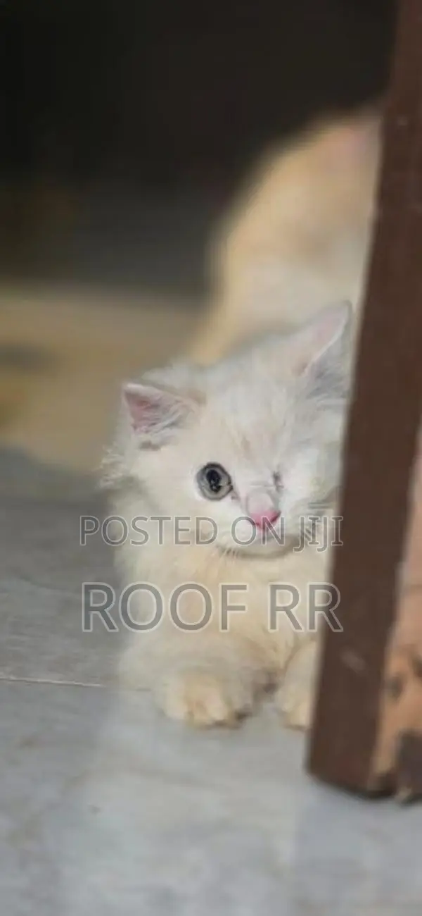 Persian Cat