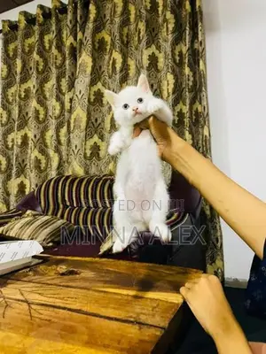Persian Cat