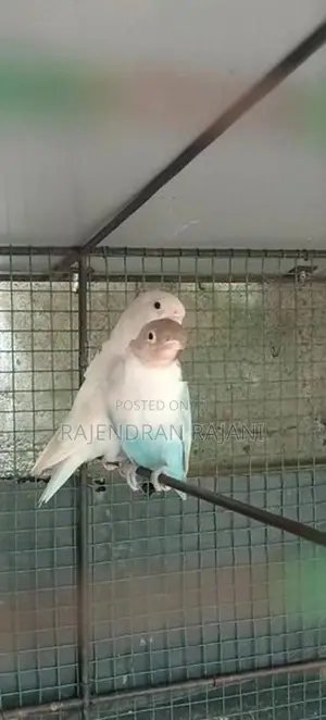 African Birds