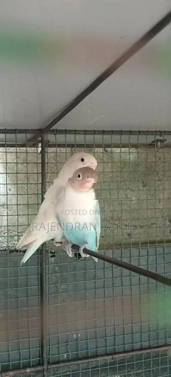 African Birds