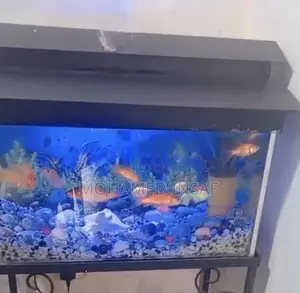 Fish Tank