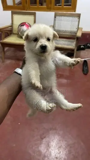 Pomerian Puppy (dog)