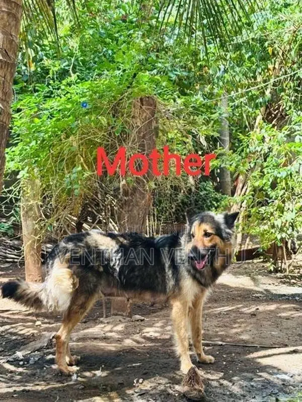 German Shepherd