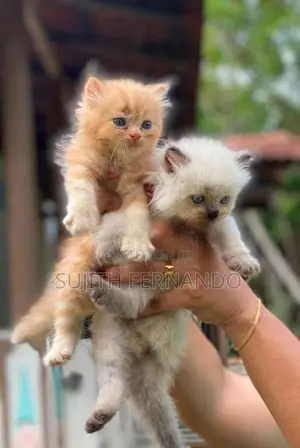 Persiyan Cat