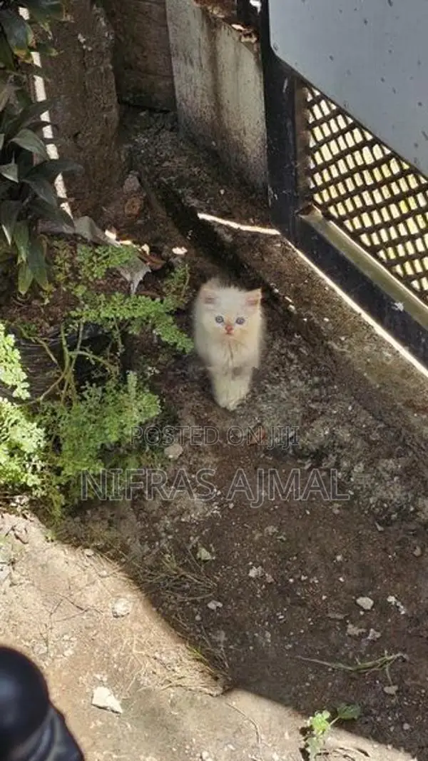 Persian cat