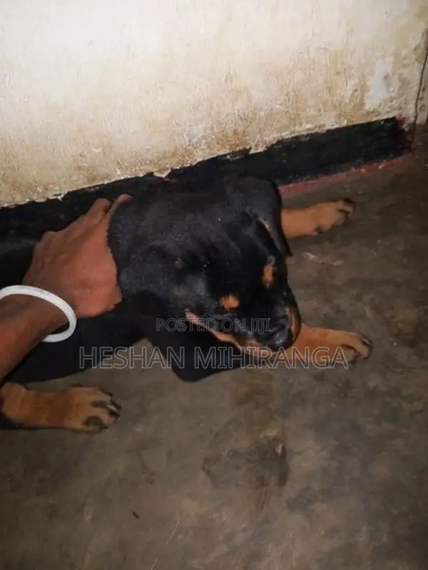 රොට්වයලට් බලු පැටවෙකු