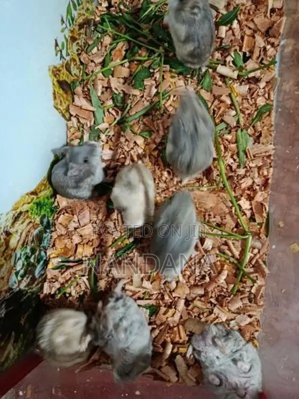 Hamsters