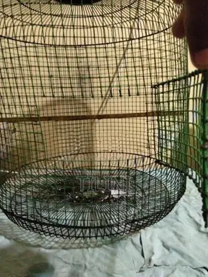 Bird Cage
