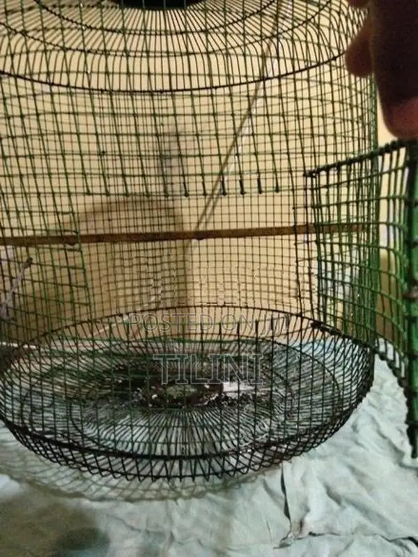 Bird Cage