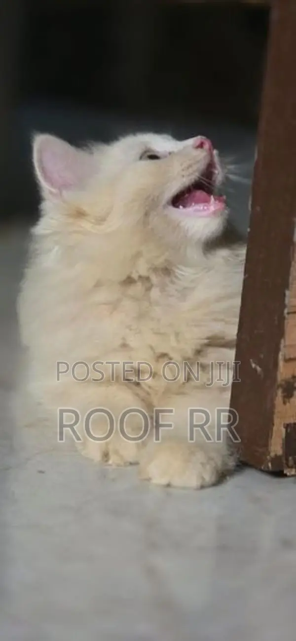 Persian Cat