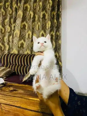 Persian Cat