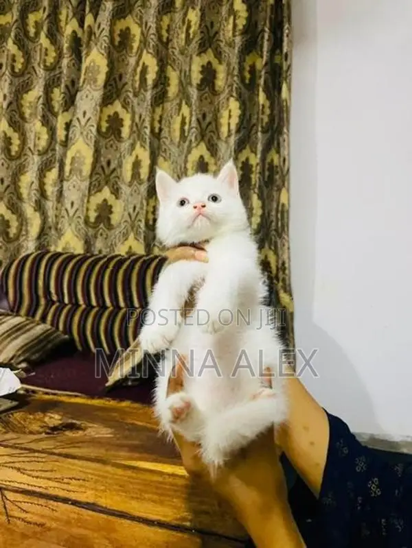 Persian Cat
