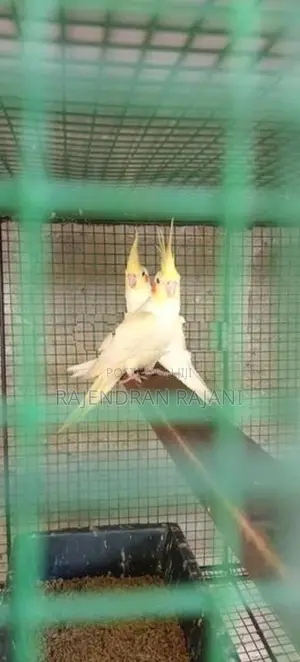African Birds