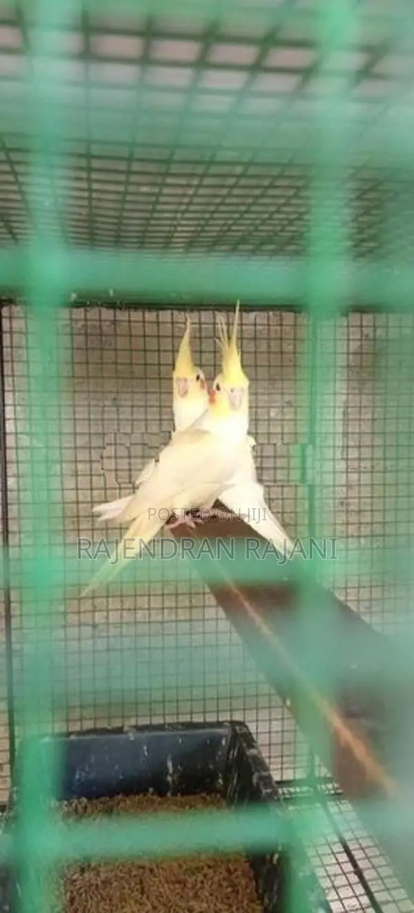 African Birds