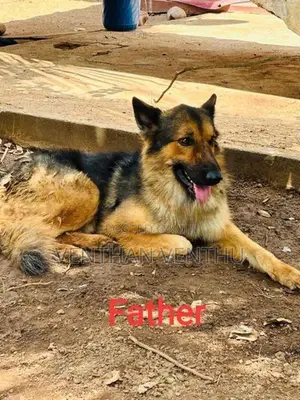 German Shepherd