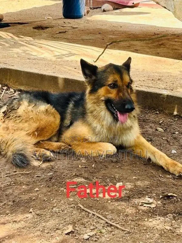 German Shepherd