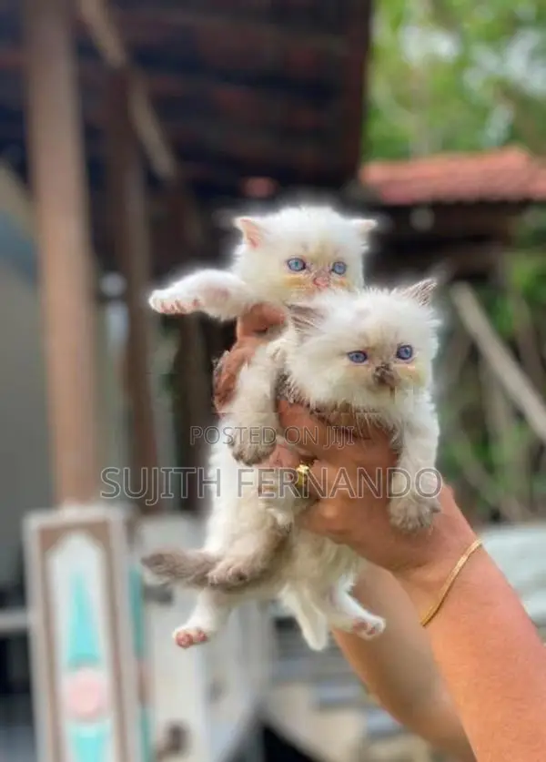 Persiyan Cat