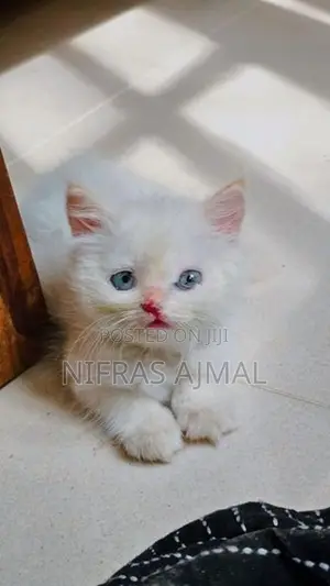Persian cat