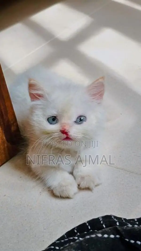 Persian cat