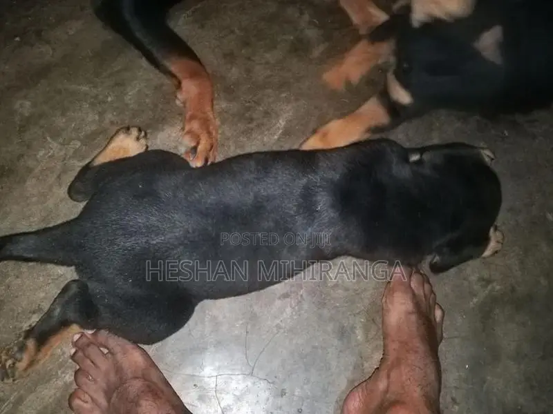 රොට්වයලට් බලු පැටවෙකු