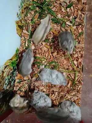 Hamsters