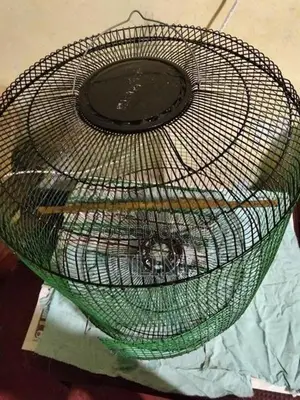 Bird Cage