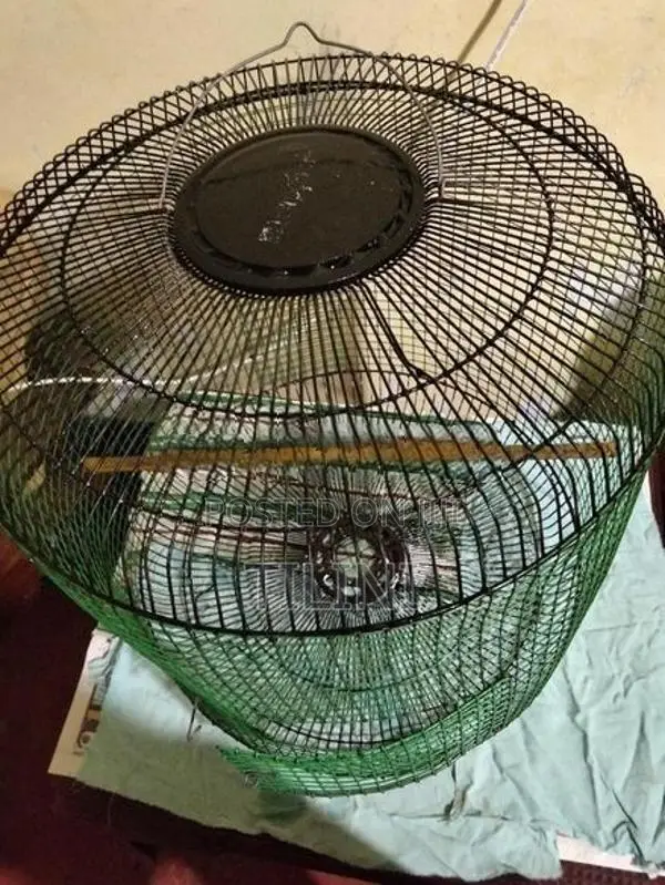 Bird Cage