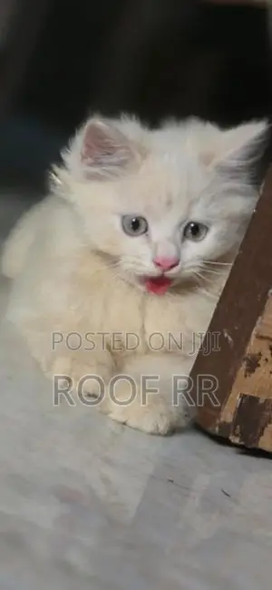 Persian Cat