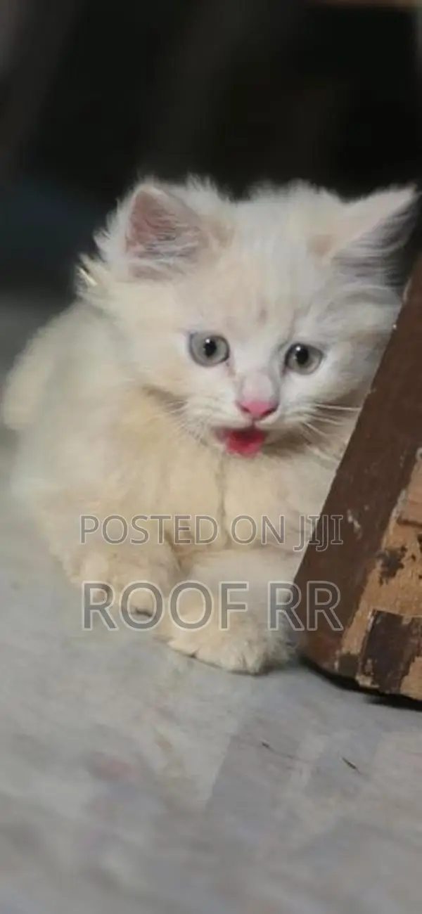 Persian Cat