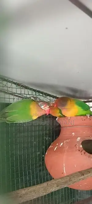 African Birds