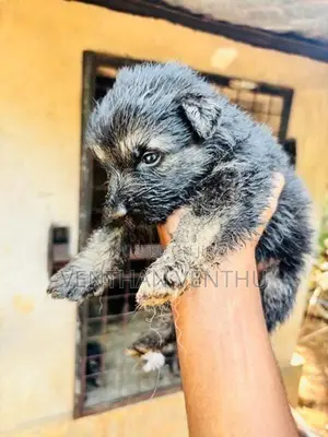 German Shepherd