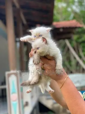 Persiyan Cat