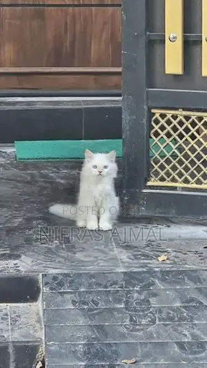 Persian cat