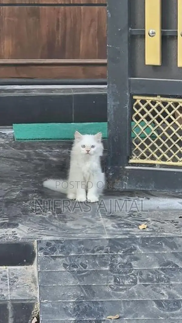 Persian cat