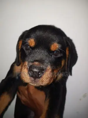 රොට්වයලට් බලු පැටවෙකු
