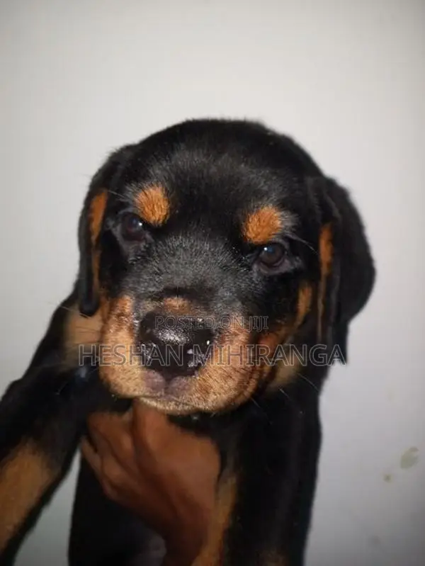 රොට්වයලට් බලු පැටවෙකු