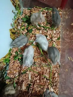 Hamsters