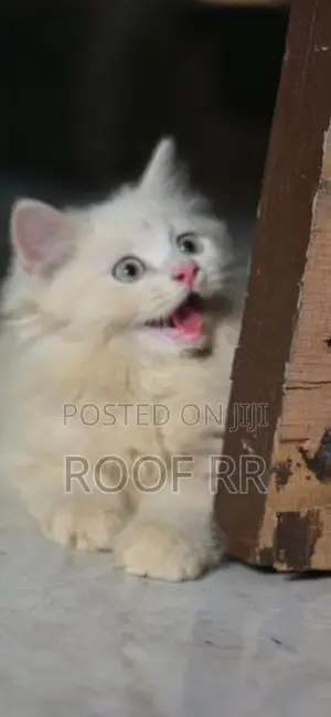 Persian Cat