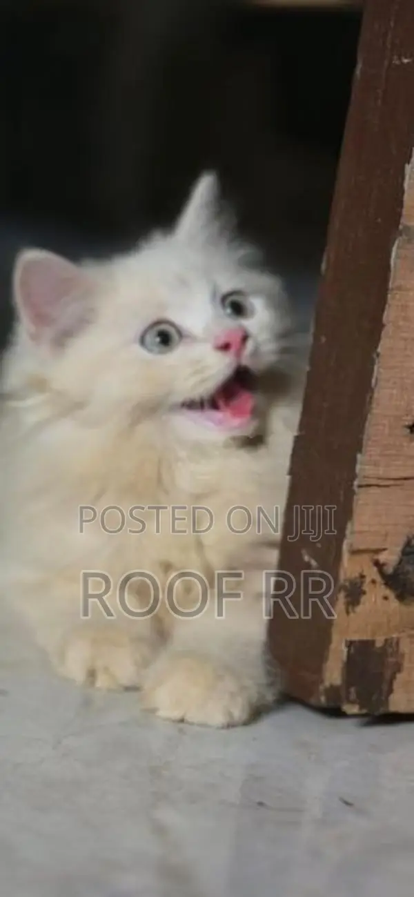 Persian Cat