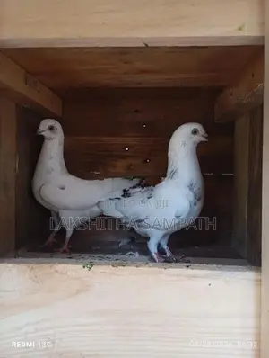 Cage with Pigeon