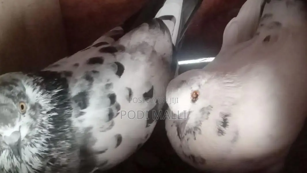 Pigeon