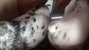 Pigeon