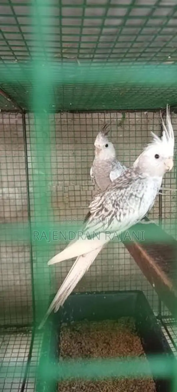 African Birds
