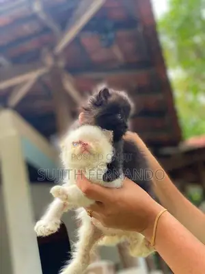 Persiyan Cat