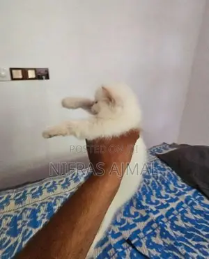 Persian cat