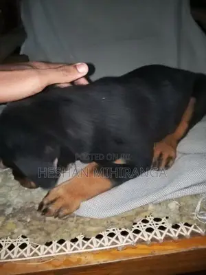 රොට්වයලට් බලු පැටවෙකු