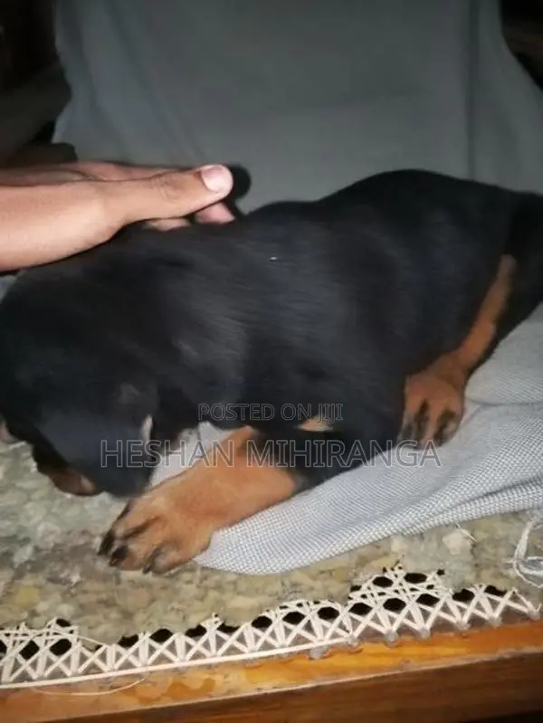 රොට්වයලට් බලු පැටවෙකු
