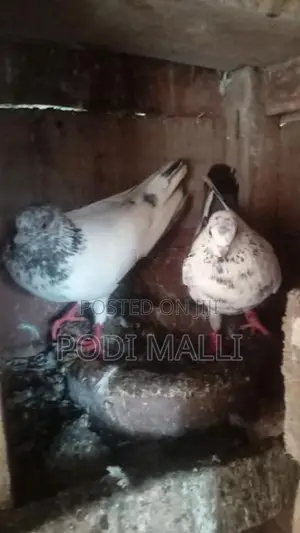 Pigeon